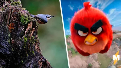 Rovio удалила все игры Angry Birds из российских App Store и Google Play