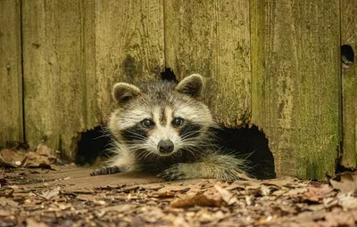 Young Wet Raccoon. Енот-полоскун. Photographer Etkind Elizabeth