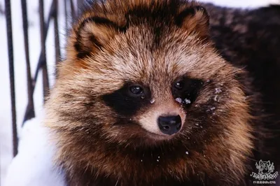 Енотовидная собака (Nyctereutes procyonoides) — Зоопарк «Лимпопо» г. Нижний  Новгород – Нижегородский зоопарк