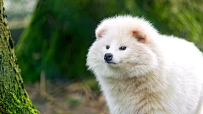 В Калининградском зоопарке «нелегально» поселилась енотовидная собака — Сноб
