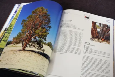 Дайсуги: Дерево на дереве | Книга растений | Дзен
