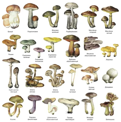 Энциклопедия грибов картинки