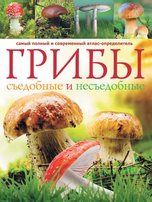 Лесные грибы. Иллюстрированная энциклопедия с рецептами – Книжный  интернет-магазин  Polaris