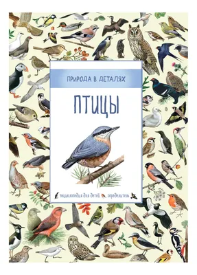 Птицы. Энциклопедия дошкольника - Vilki Books