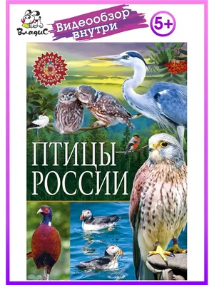 Энциклопедия АСТ Детская энциклопедия Птицы купить по цене 352 ₽ в  интернет-магазине Детский мир