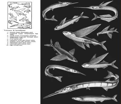 Энциклопедия "Жизнь животных" (1970). СЕМЕЙСТВО ЛЕТУЧИЕ РЫБЫ (EXOCOETIDAE)