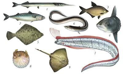 Иллюстрированная энциклопедия рыб. - купить с доставкой по выгодным ценам в  интернет-магазине OZON (955822645)