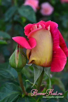 Роза Кроненбург / Kronenbourg - описание сорта - Энциклопедия - Всё о  цветах для Вашего сада | Розы, Цветы, Садовые растения