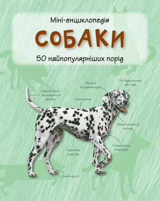 Подарочный набор "Большая энциклопедия собаки. Платок" - купить в книжном  интернет-магазине «Москва»