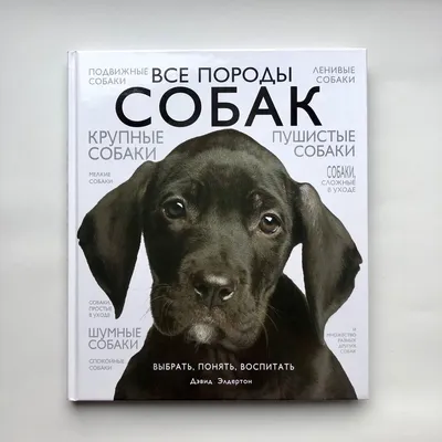  - Выставка иллюстраций Лены Булай «"Твоя собака". Книга, которую мы  ждали»