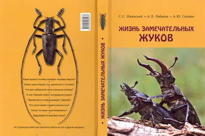 Жук-олень Дыбовского • Красная книга Амурской области