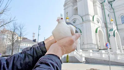 Настраиваемая ваза, павлин, кошка, рыба, цветок, автомобиль, оранжевый Бохо  настенная живопись, постеры и принты, картины для гостиной | AliExpress