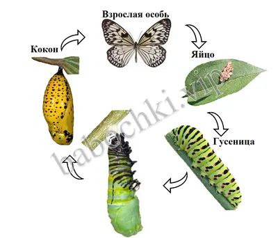 Этапы развития бабочки 