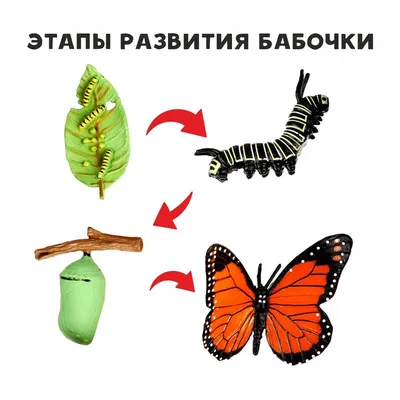 Этапы развития бабочки картинки