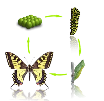 Жизненный цикл бабочки: от яйца до взрослой особи