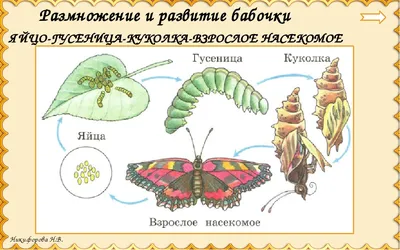 Эволюция: Новый мир. Эффект бабочки (доп) – Настольные игры – магазин  