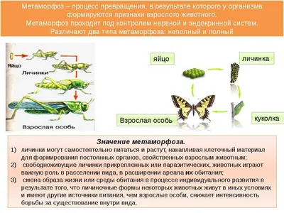 Рождение бабочки и её короткая жизнь. – Документ 1 – УчМет