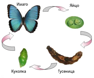 Жизненный цикл бабочки: от гусеницы до красивого насекомого