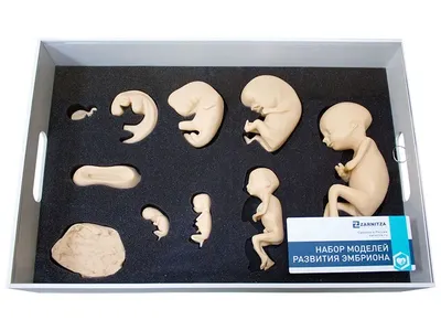 Набор моделей развития эмбриона | 