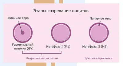 Внутриутробное развитие плода: эмбриональная и фетальная фаза развития  плода, "критические периоды" развития - презентация онлайн