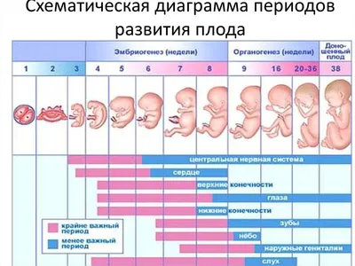 Основные периоды развития эмбрионов кур и их обеспеченность кислородом