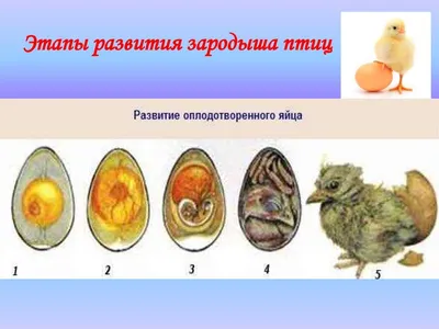 Развитие плода по неделям беременности: вес, рост, расположение, этапы