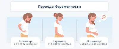 Этапы развития плода