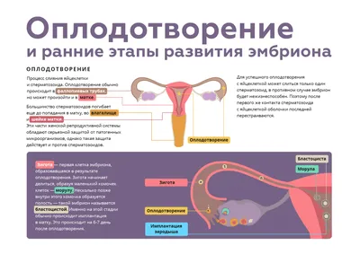 Назовите стадии эмбрионального развития ланцетника, обозначенные на рисунке  буквами А и Б. Раскройте особенности образования.. | ВКонтакте