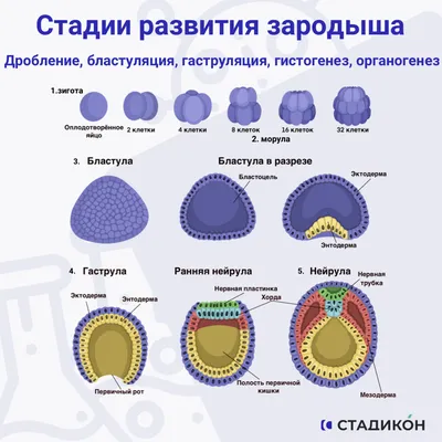 Беременность и роды