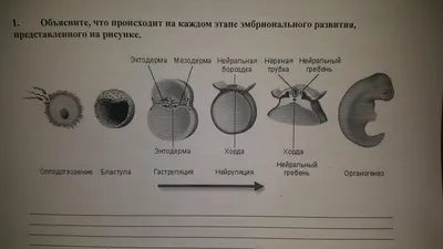 Стадии эмбрионального развития