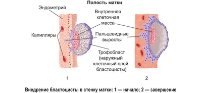 Зародышевое развитие