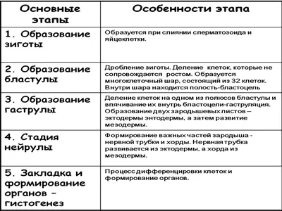 Стадии развития зародыша, формирование тканей и органов