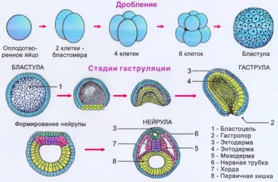 Эмбриональное развитие - презентация онлайн