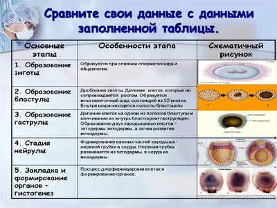 От яйцеклетки до эмбриона: стадии развития - “Журнал "Медицина на ладошке"