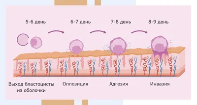 Этапы развития эмбриона 47 картинок