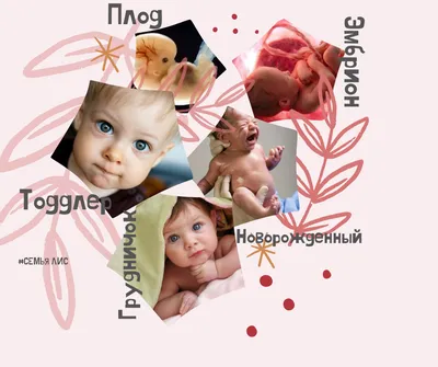 От эмбриона до грудничка: разбираемся в терминологии | Семья Лис | Дзен