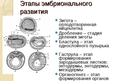 Эмбриональные стволовые клетки — Википедия