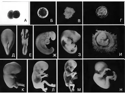 Развитие эмбриона по дням после ЭКО: стадии развития после переноса, рост,  таблицы норм