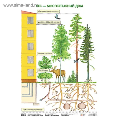 Мини-проект «Этажи леса» (10 фото). Воспитателям детских садов, школьным  учителям и педагогам - Маам.ру