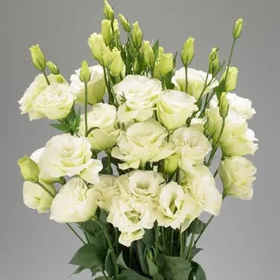 Эустома Вулкан Белая Королева СЕМЕНА (5 шт) ирландская роза растения цветы  | AliExpress