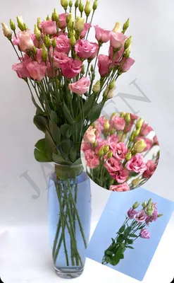 Эустома | Купить белую, фиолетовую и розовую эустому лизиантус в Москве