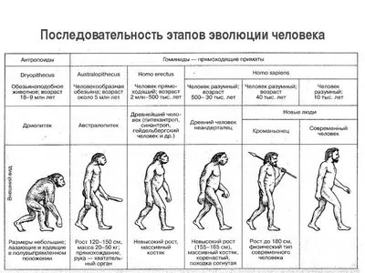 13 мифов об эволюции человека - Антропогенез.РУ