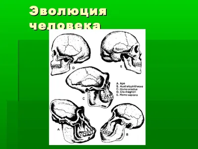 81. Мифы об эволюции человека - Коротко и ясно о самом интересном