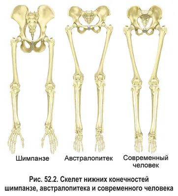 Раскрашенная Теория Эволюции Человека Векторный Силуэт Homo Sapiens Символ  Обезьяны Векторное изображение ©MAJIVECKA 431002838