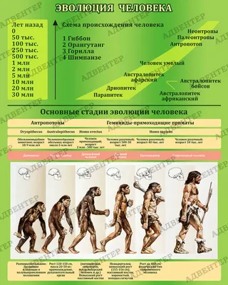 The Conversation: эволюция человека продолжается – возможно даже быстрее,  чем когда либо — The Idealist