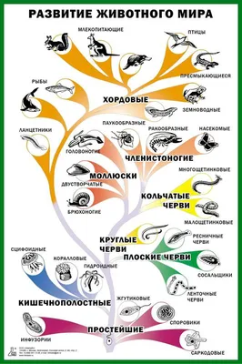 Эволюция животных картинки