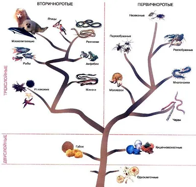 Основные этапы эволюции животного мира на Земле