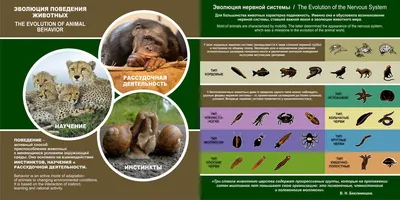 ЕГЭ Биология: Эволюция систем органов животных (таблицы)