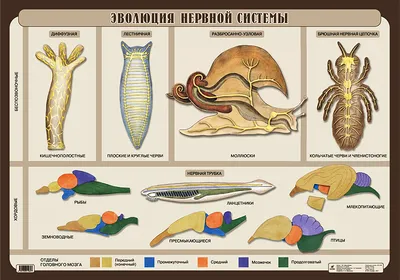 Мастерская Стендов - Стенд «Эволюция растительного и животного мира»,  400х100 см