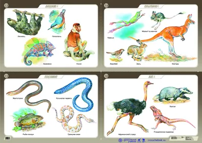 Эволюция животного мира. Читаем вместе с детьми | Научпоп для детей | Дзен
